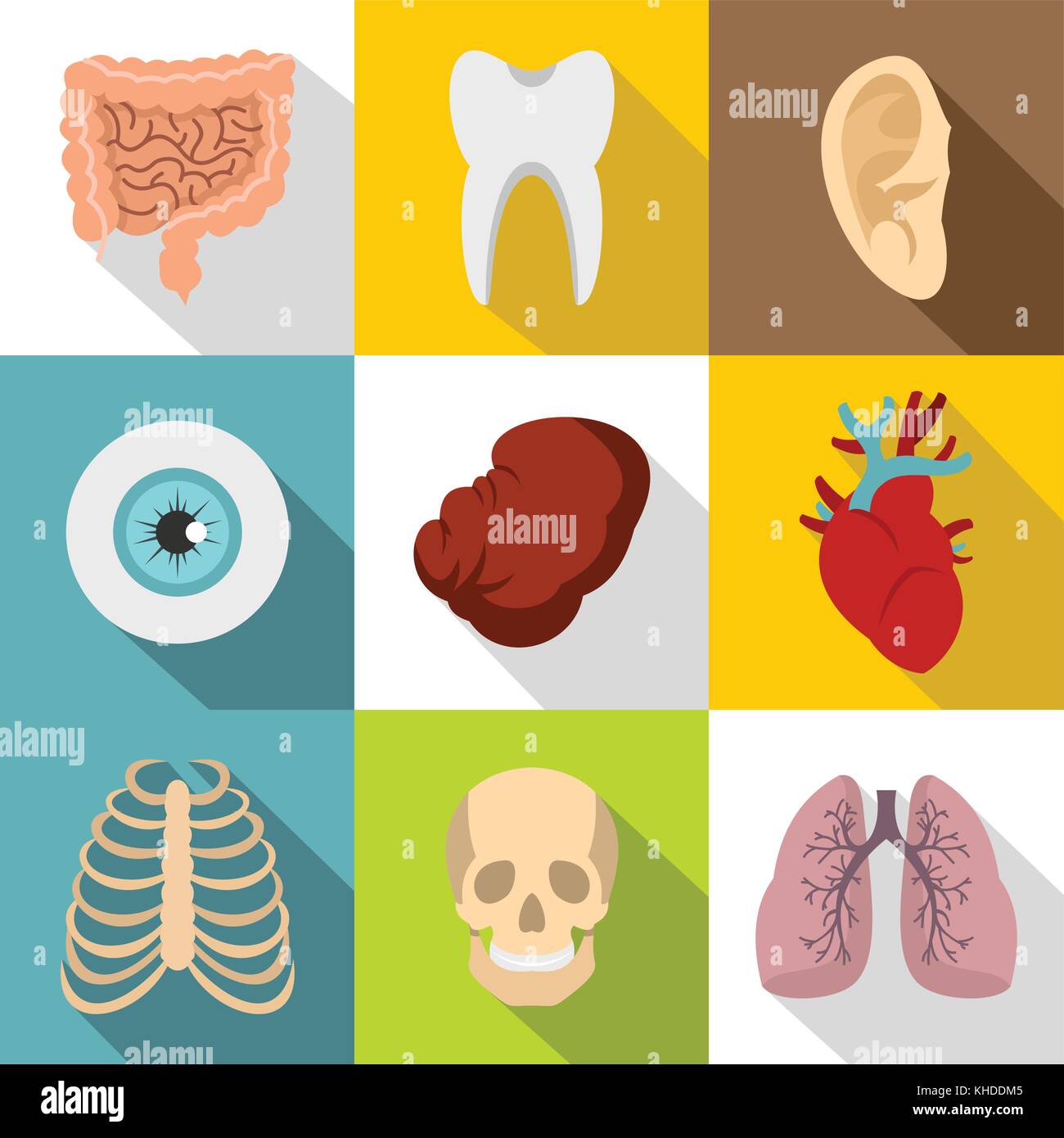 Human internal organs flat vector icons set of vital organs hi-res ...