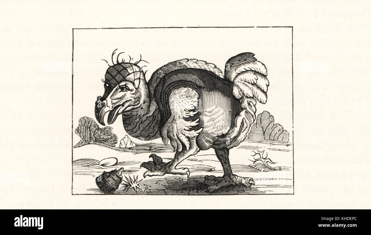 Willem Ysbrantsz Bontekoe's illustration of the dodo, from his Voyage, 1646. Wood engraving from Hugh Edwin Strickland and Alexander Gordon Melville's The Dodo and its Kindred, London, Reeve, Benham and Reeve, 1848. Stock Photo