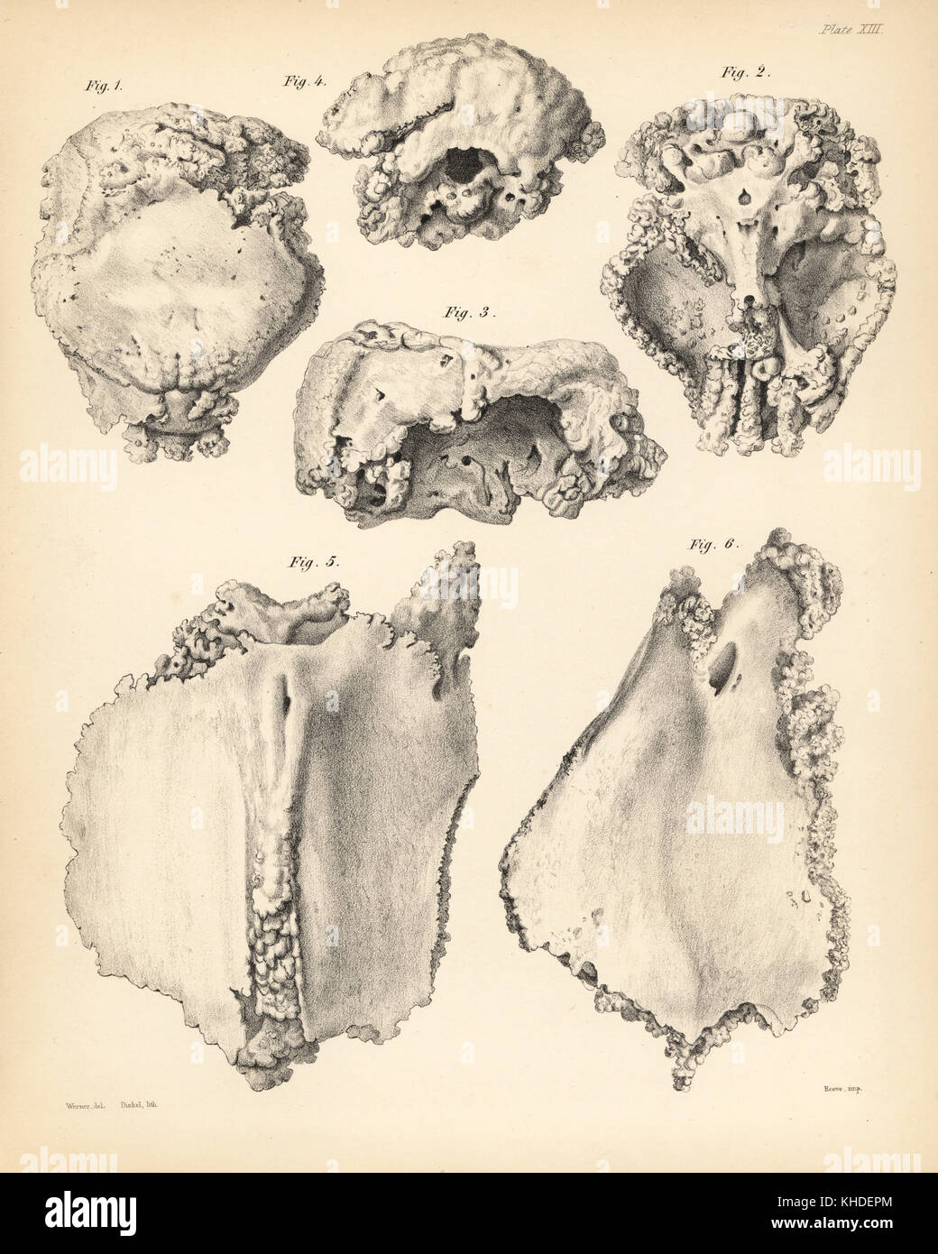 Cranium 1-4 and part of sternum 5,6 of the extinct Rodrigues solitaire, Pezophaps solitaria, in the Parisian Collection. Lithograph by Joseph Dinkel after Werner from Hugh Edwin Strickland and Alexander Gordon Melville's The Dodo and its Kindred, London, Reeve, Benham and Reeve, 1848. Stock Photo