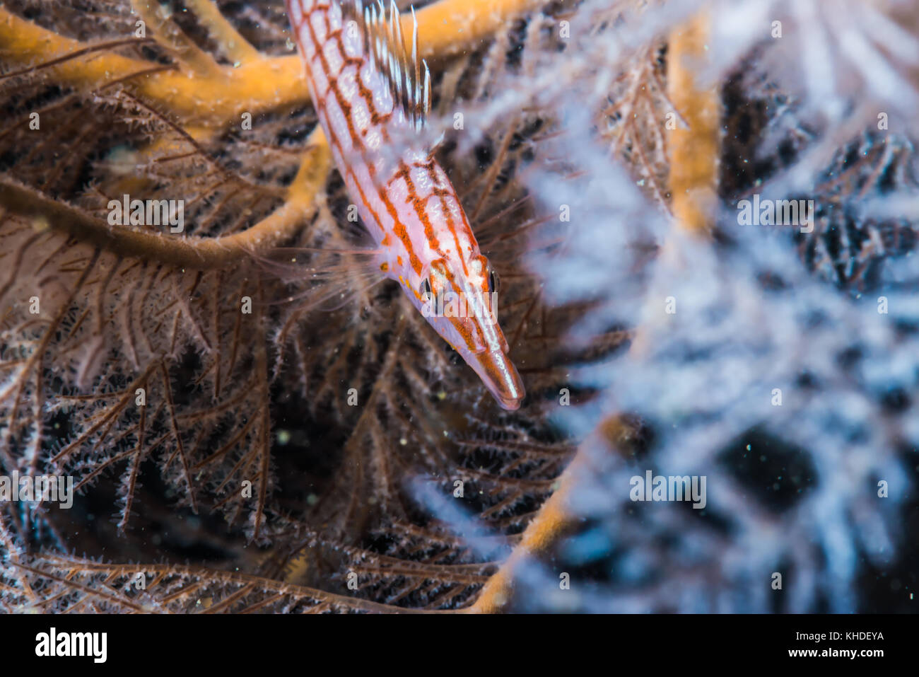 Longnose hawkfish, Oxycirrhites typus  Bleeker, 1857 on the blanch of black corals. Owase, Mie, Japan. Depth 15m Stock Photo