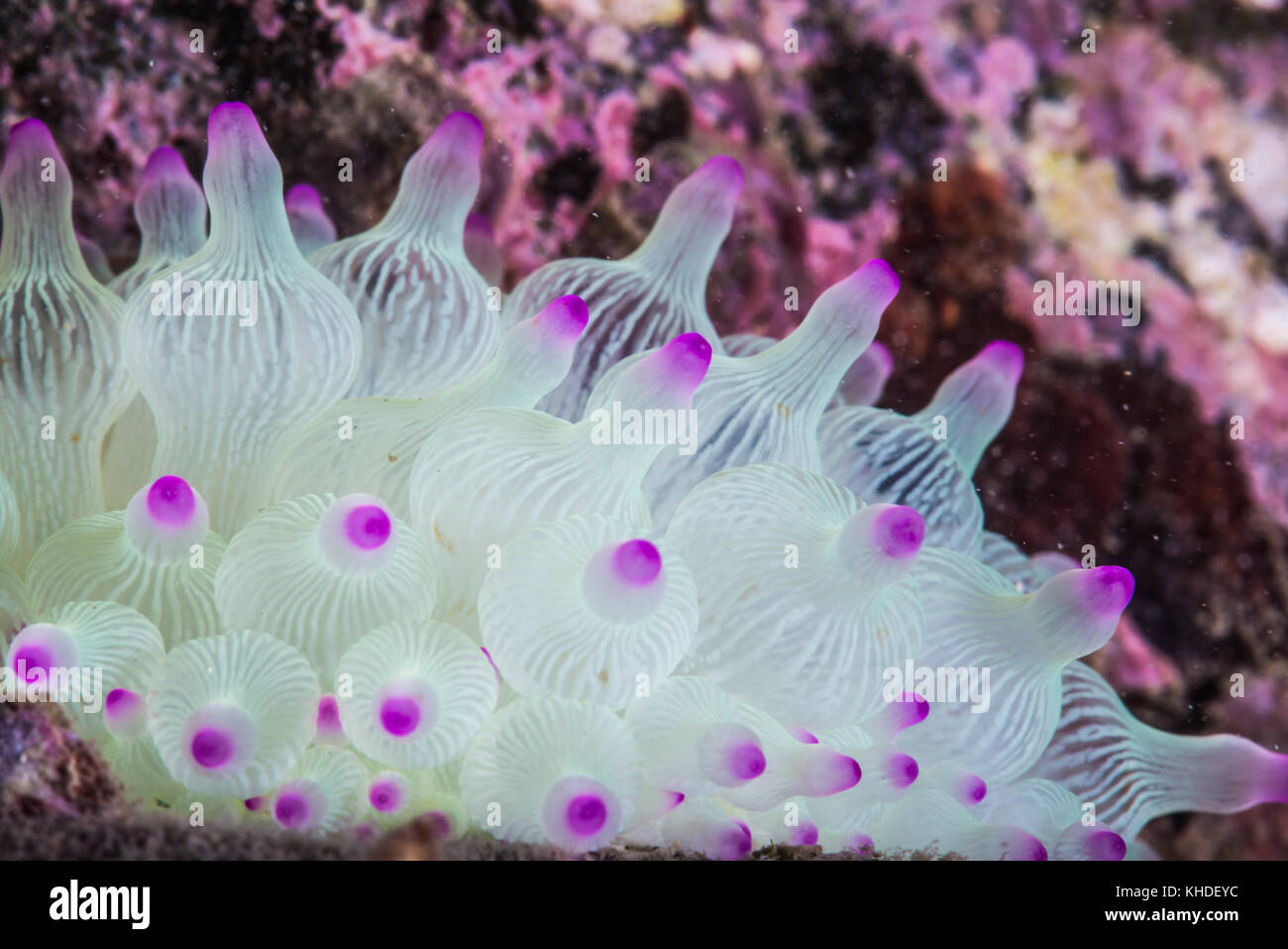 fluorescent sea anemone, Entacmaea quadricolor (Leuckart in Rüppell & Leuckart, 1828). Owase, Mie, Japan Stock Photo