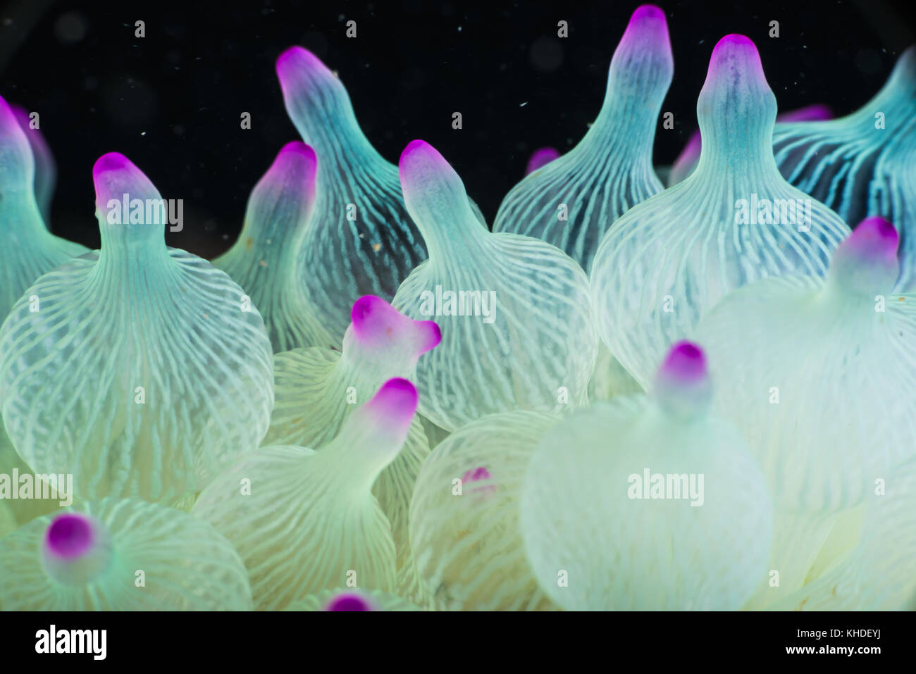 fluorescent sea anemone, Entacmaea quadricolor (Leuckart in Rüppell & Leuckart, 1828). Owase, Mie, Japan Stock Photo