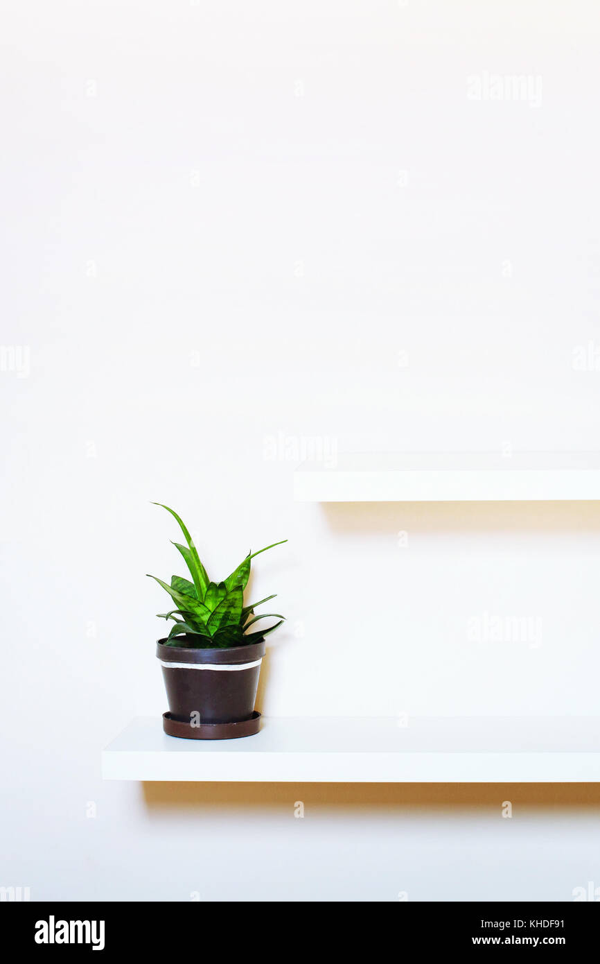 simple interior design, two shelves on the white wall and green plant ...