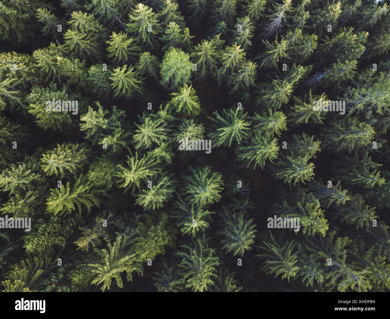 pine forest aerial shot, top view of green trees from drone, beautiful landscape Stock Photo