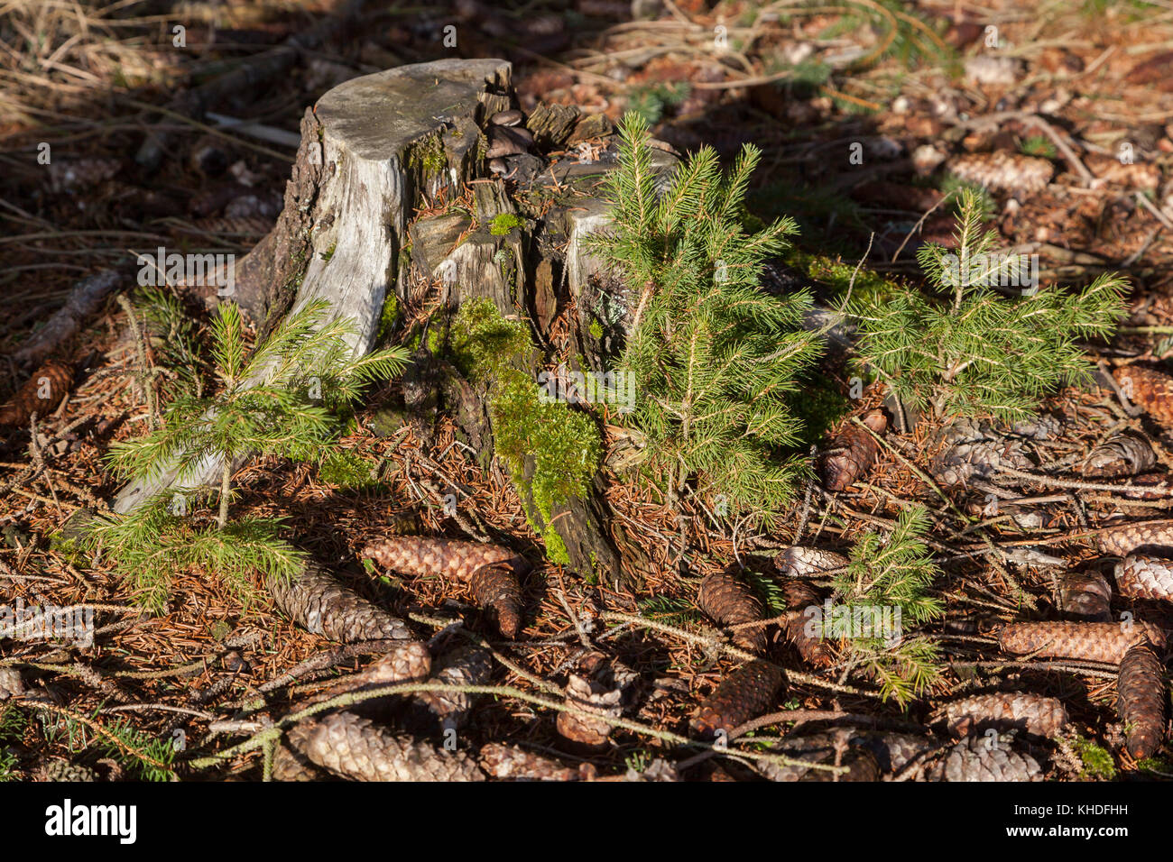 Waldboden mit nachwachsenden Bäumen Stock Photo