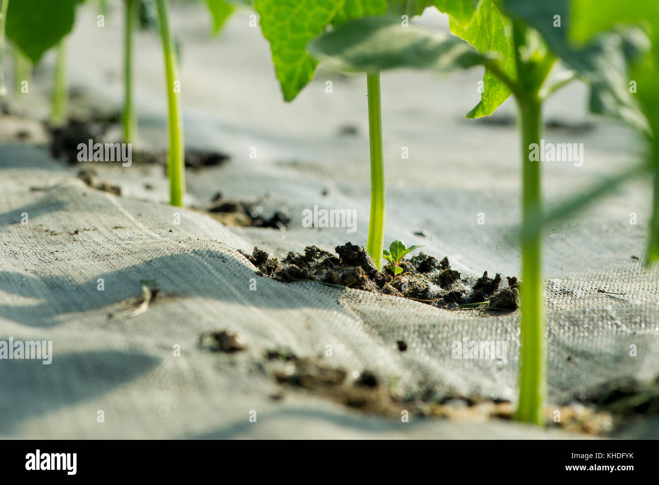 Plants growing in garden Stock Photo Alamy