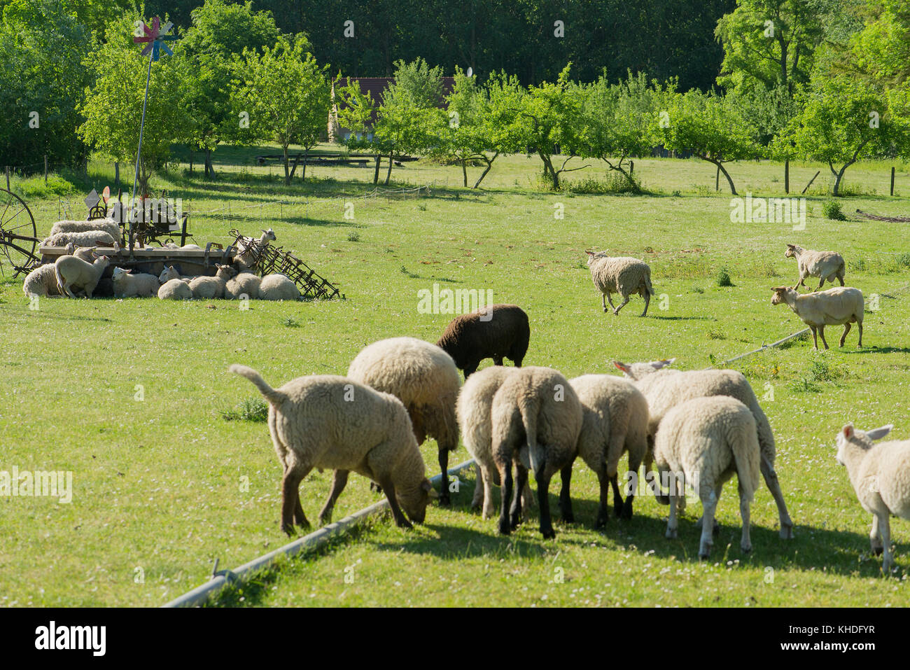 Sheep grazing in pasture Stock Photo - Alamy