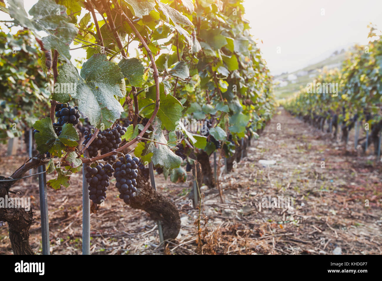 Wine grape of italy hires stock photography and images Alamy