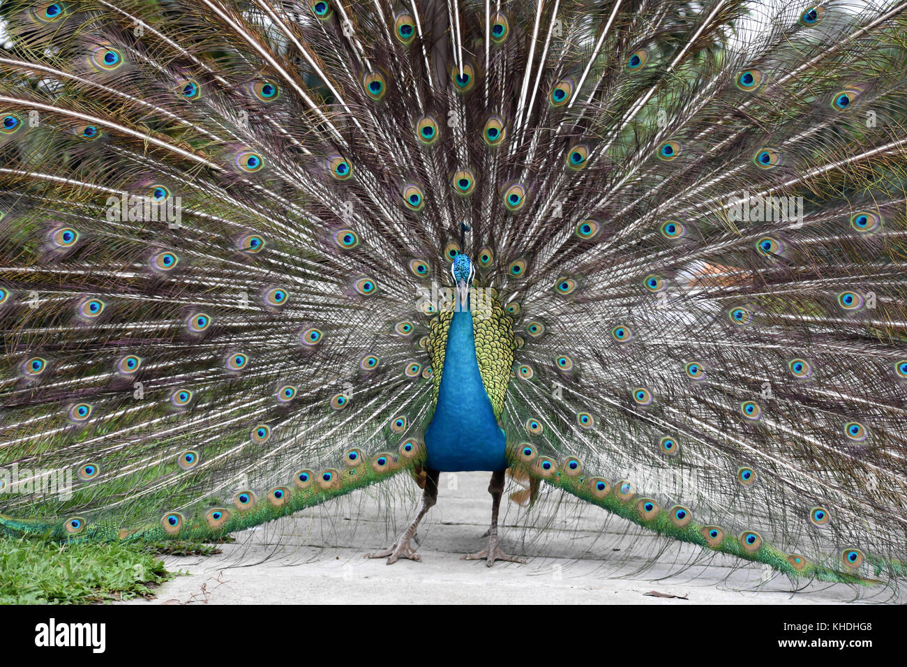 Peacock With Feathers Open Stock Photo Alamy