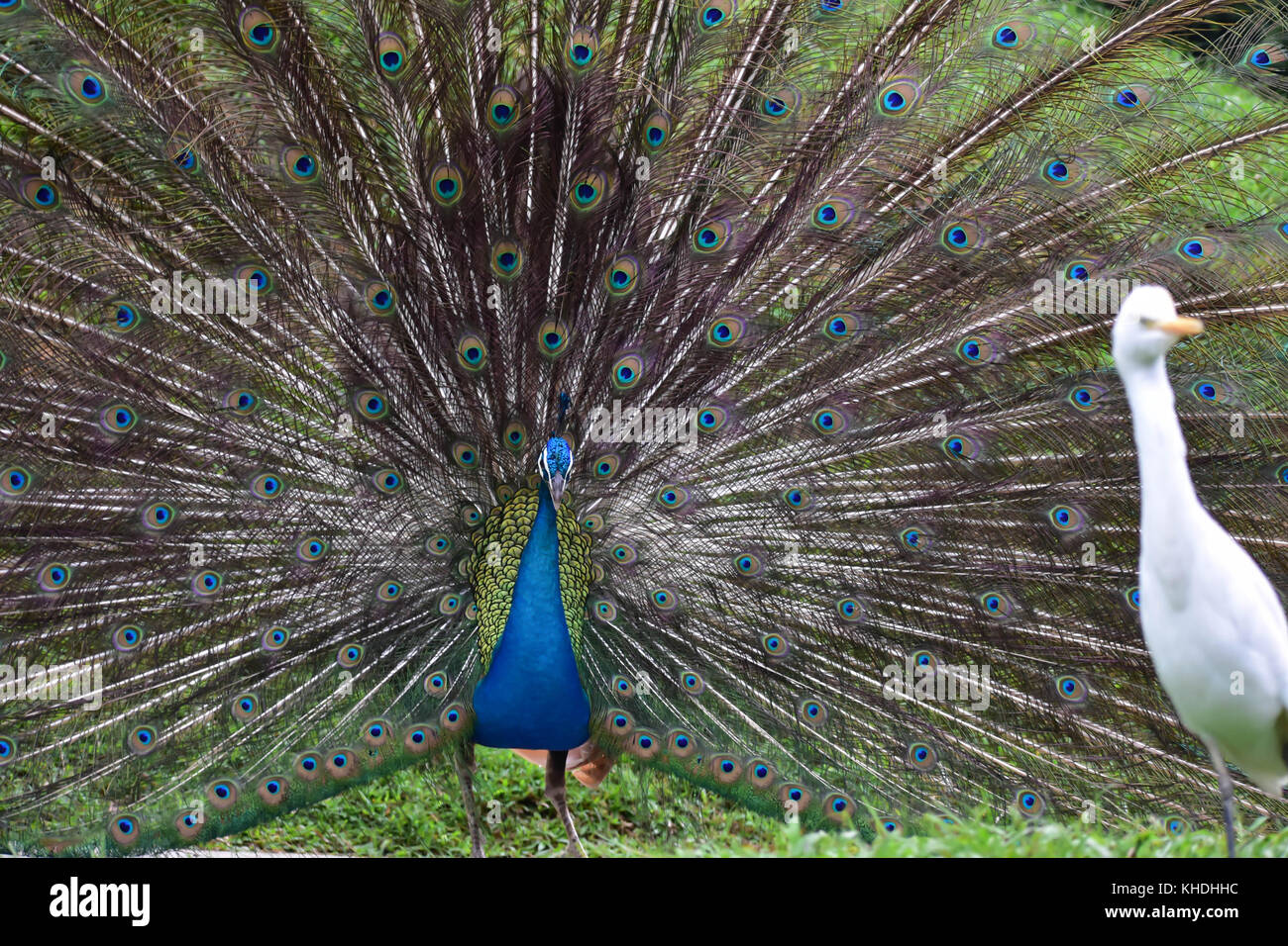 Peacock open its feather for dancing Stock Photo Alamy
