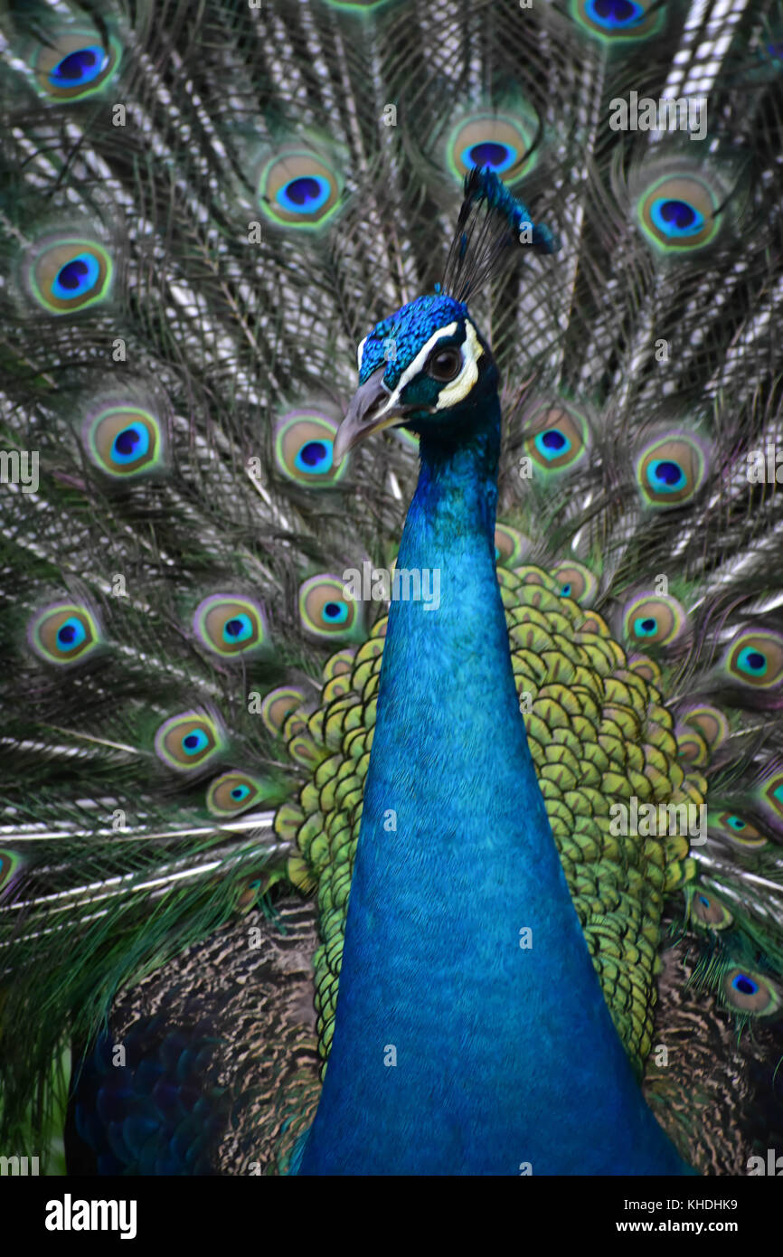 Beautiful Peacock opening feathers Stock Photo - Alamy