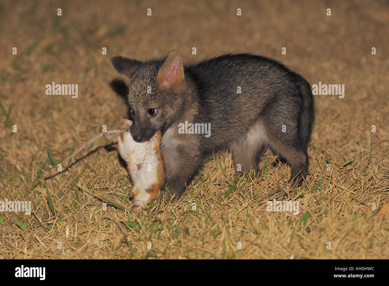 Baby crab hires stock photography and images Alamy