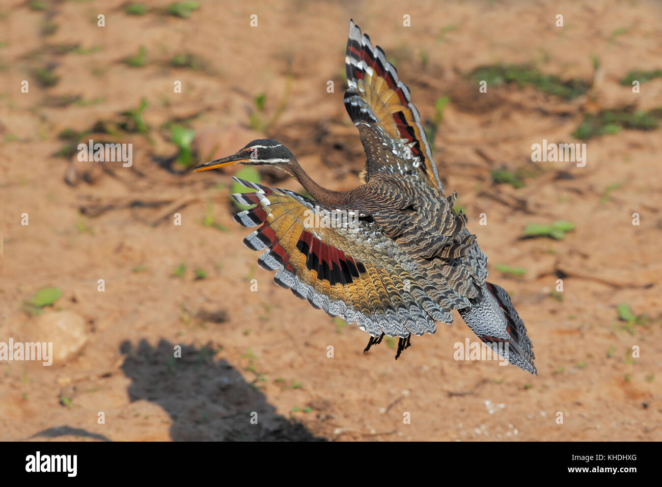 Flying Sunbittern while landing shows complicated and amazing wing pattern Stock Photo