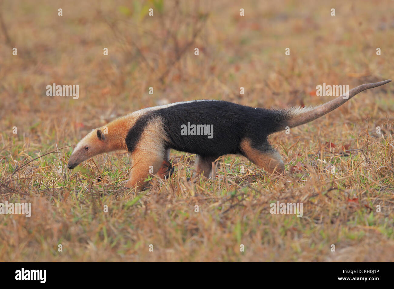 Tamandua Stock Photo