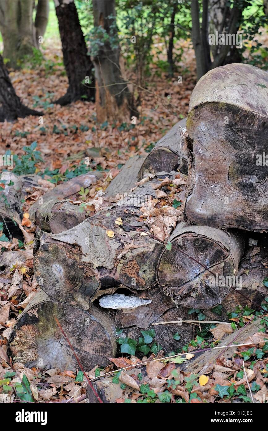 Fallen tree trunks moss hi-res stock photography and images - Alamy