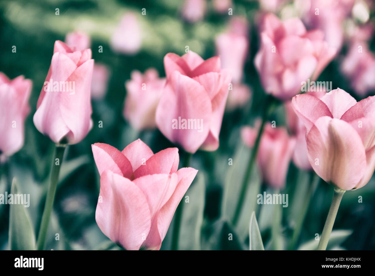 Vintage tulip hires stock photography and images Alamy