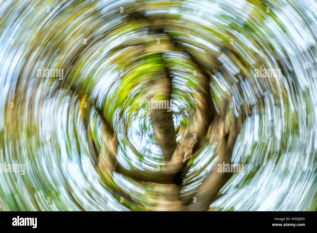 Abstract Green Swirling Tree, Dizzy Stock Photo