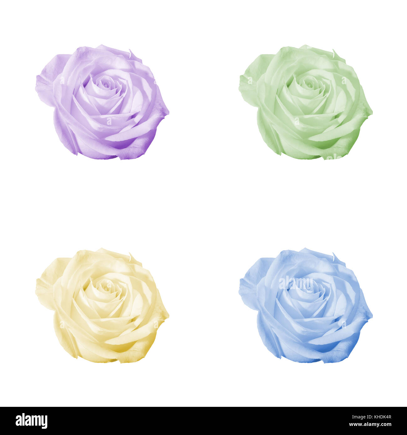 Floral pattern or background: set of four decorative colored (light purple, violet, green, yellow, blue) flowers - roses - closeup (close up) isolated Stock Photo