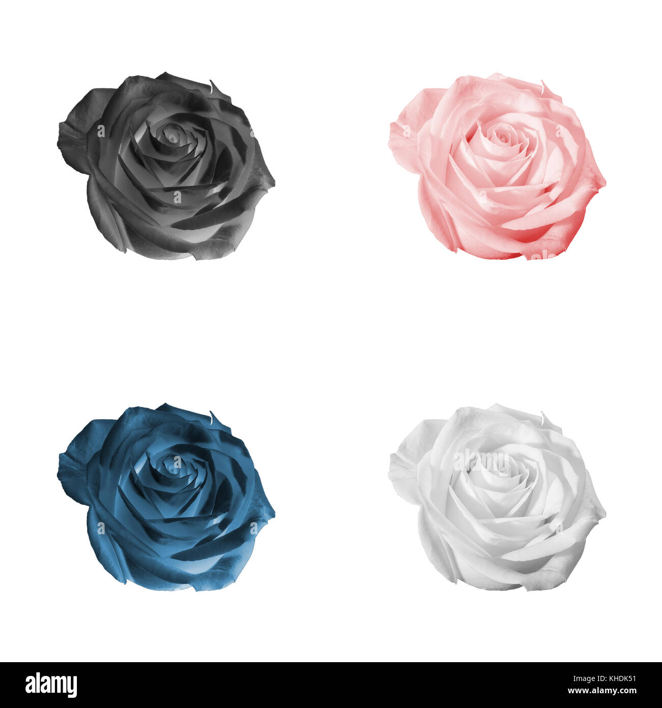 Floral pattern or background: set of four decorative colored (white, black, pink, red, blue) flowers - roses - closeup (close up) isolated on white ba Stock Photo