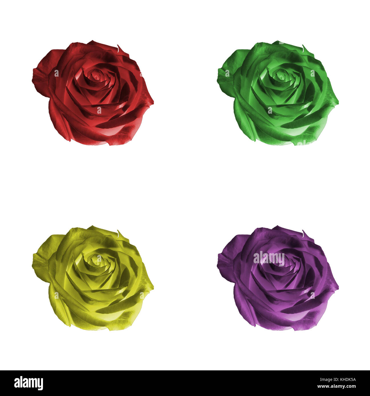 Floral pattern or background: set of four decorative colored (red, green, yellow, purple, violet) flowers - roses - closeup (close up) isolated on whi Stock Photo
