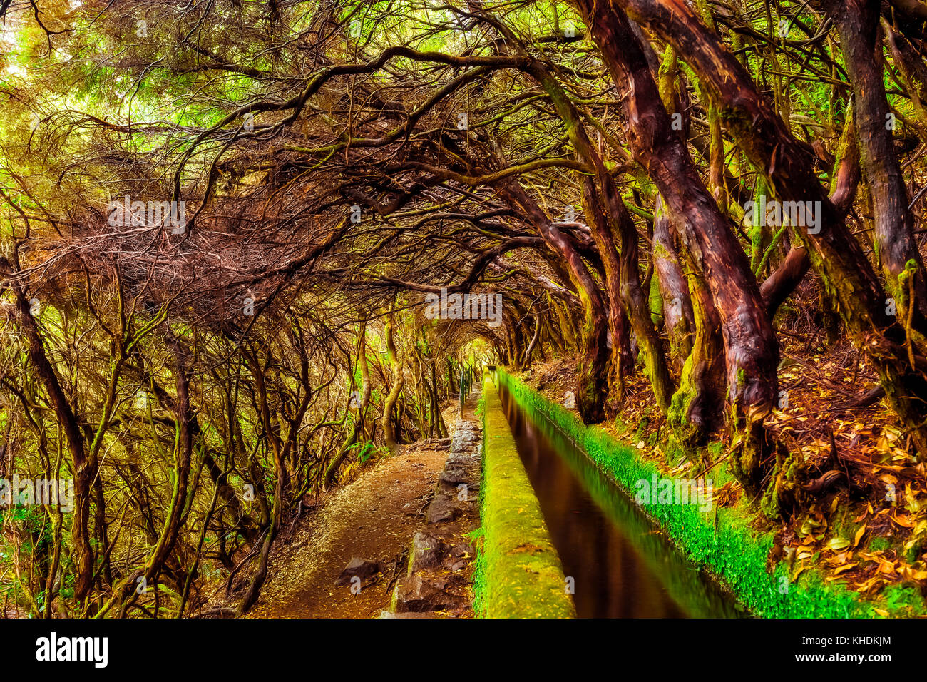 Beautiful forest trail in the mountains, along levada 25 Fontes e Risco , surrounded by laurisilva. Madeira Island. Stock Photo