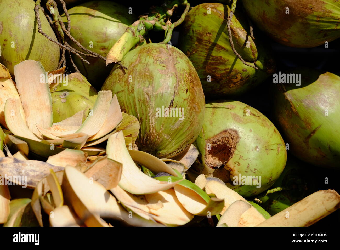 coconut in green husk Stock Photo Alamy