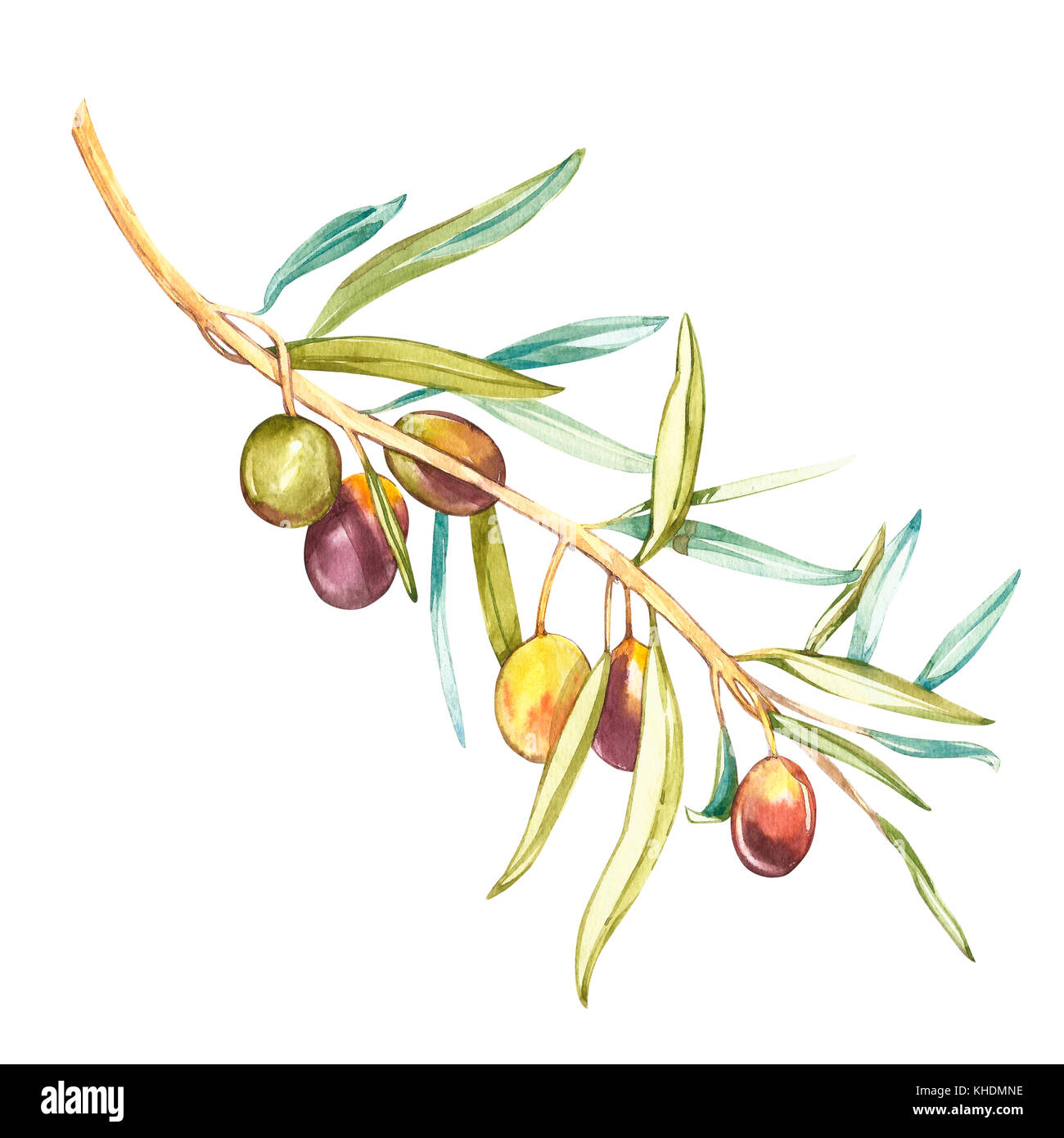 Watercolor illustration of green olives on branch. Isolated design ...