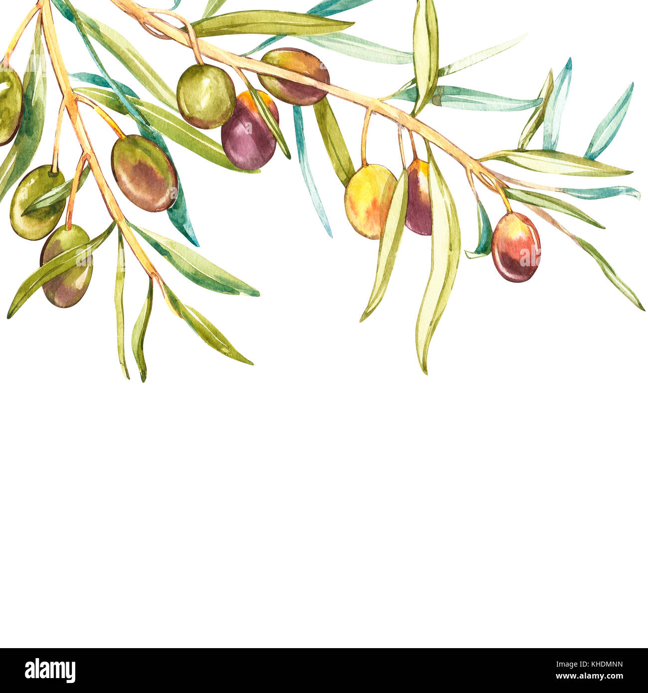 Watercolor realistic illustration of black and green olives branch ...