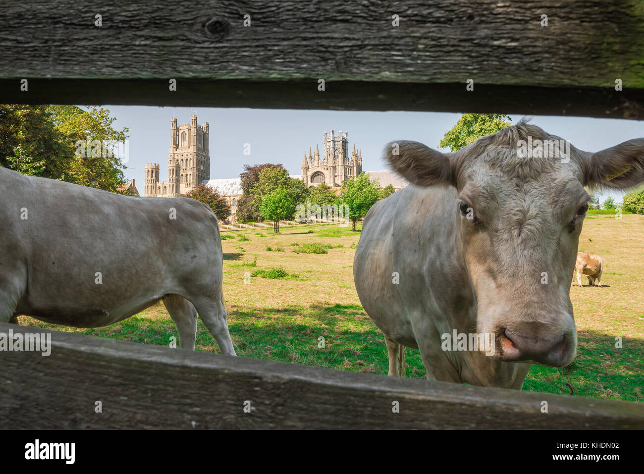 Cows UK countryside, close-up of view of cattle in Cherry Hill Park near the East Anglian cathedral town of Ely in Cambridgeshire, England, UK Stock Photo