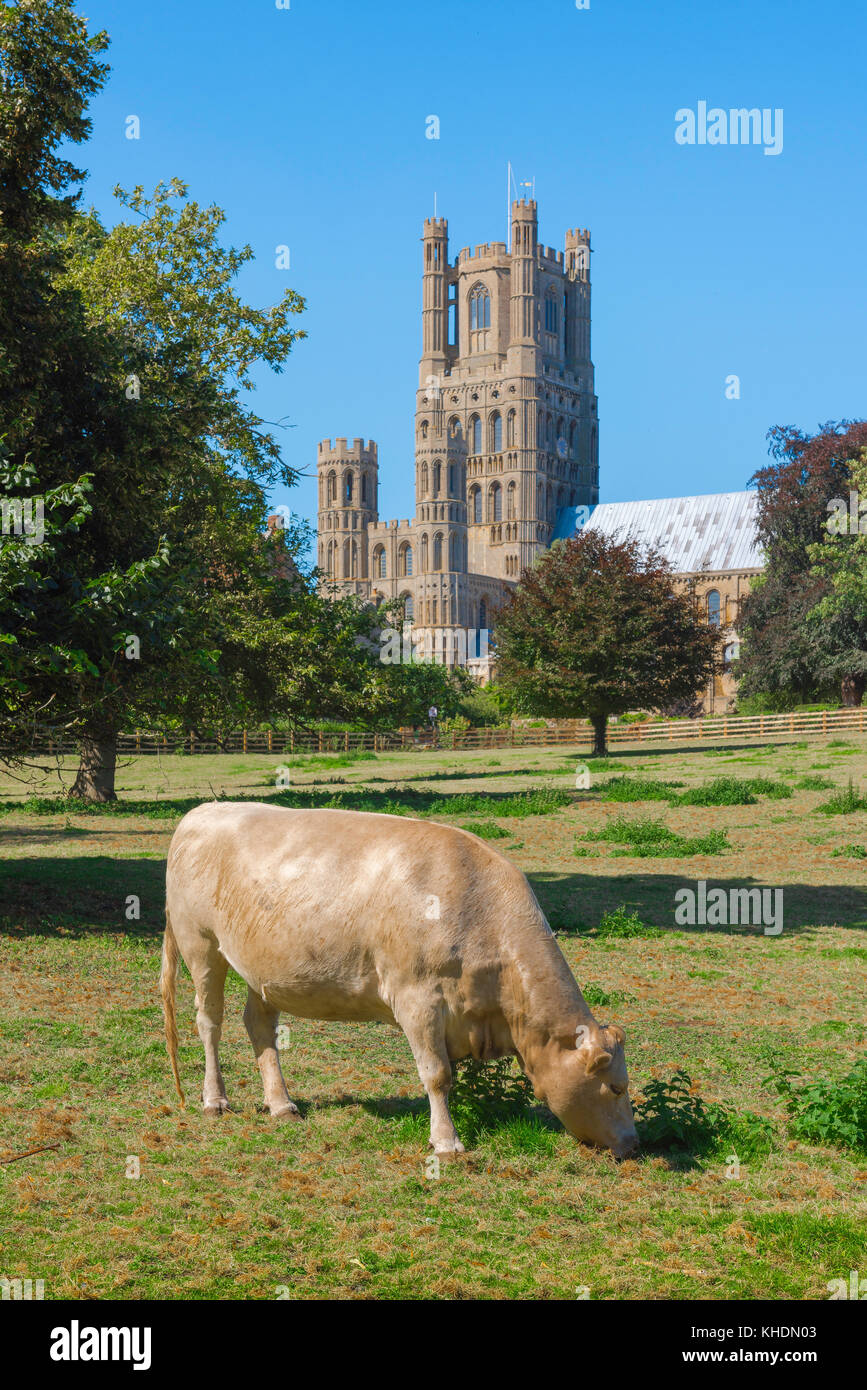 Cow UK countryside, cattle grazing in a meadow in Cherry Hill Park near the cathedral town of Ely, Cambridgeshire, England, UK Stock Photo