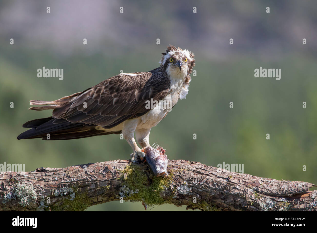 Osprey flying feet hires stock photography and images Alamy
