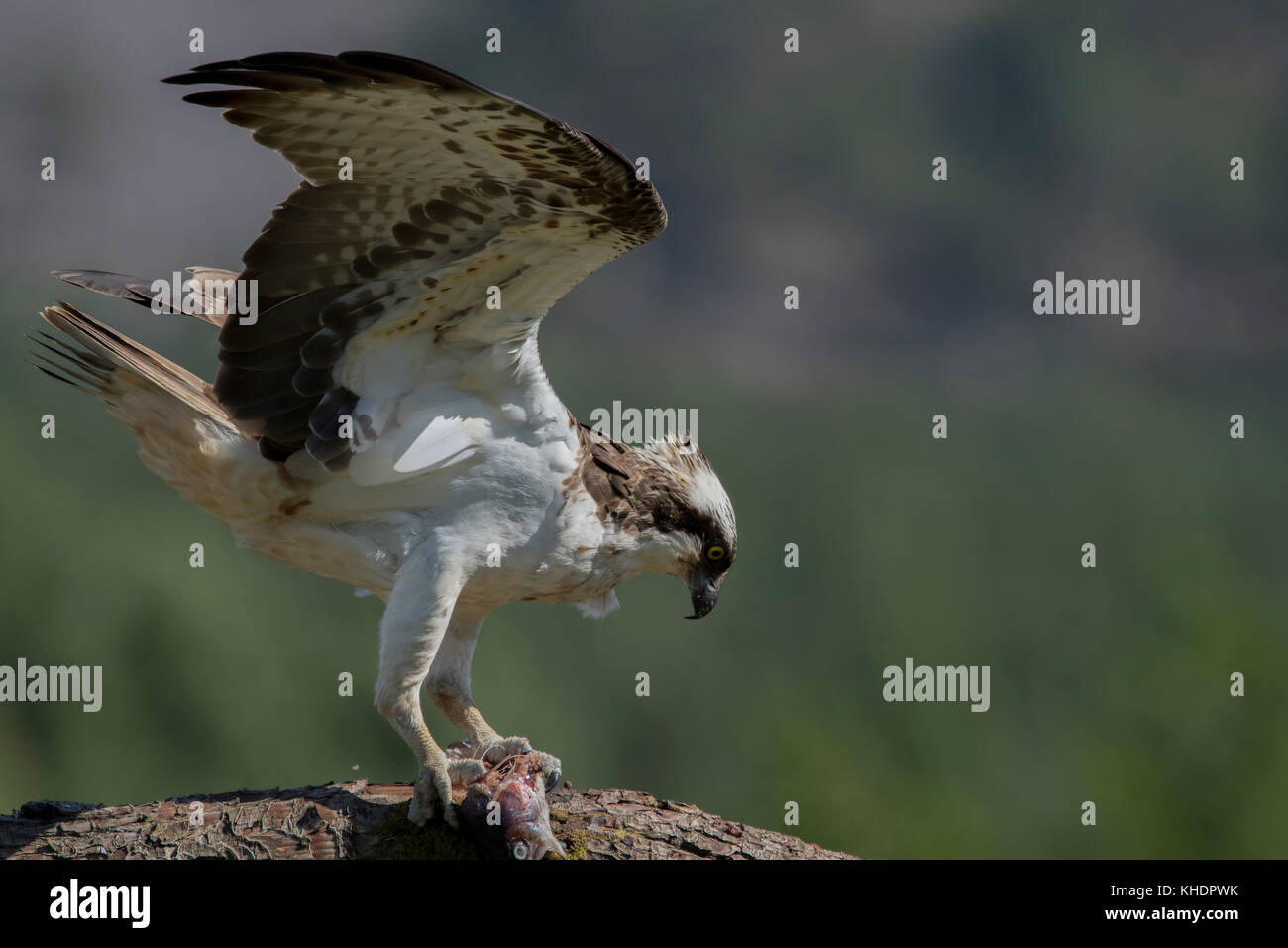 Osprey flying feet hires stock photography and images Alamy