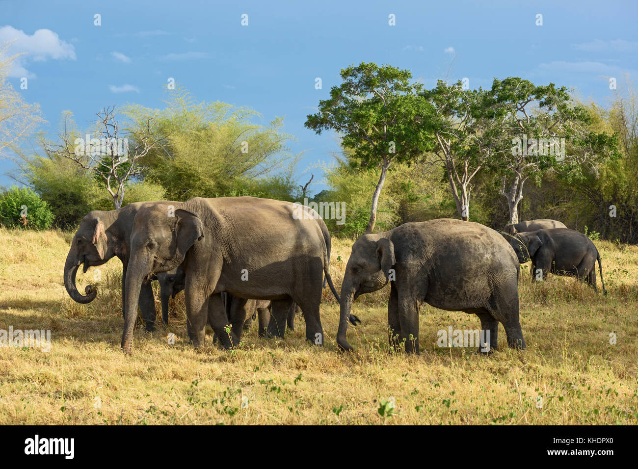 Sri Lankan Elephant - Elephas maximus maximus, Sri Lanka Stock Photo