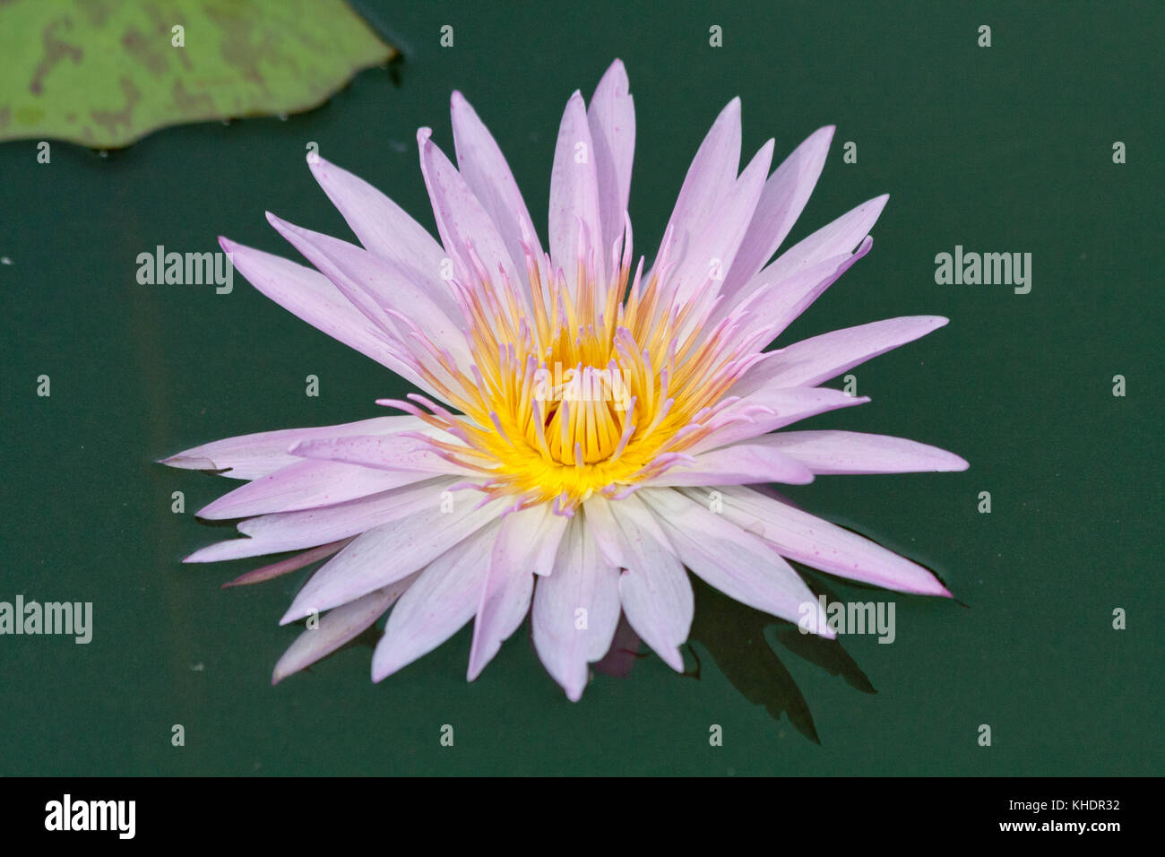 Lila and orange water lily, Nymphaeaceae Stock Photo