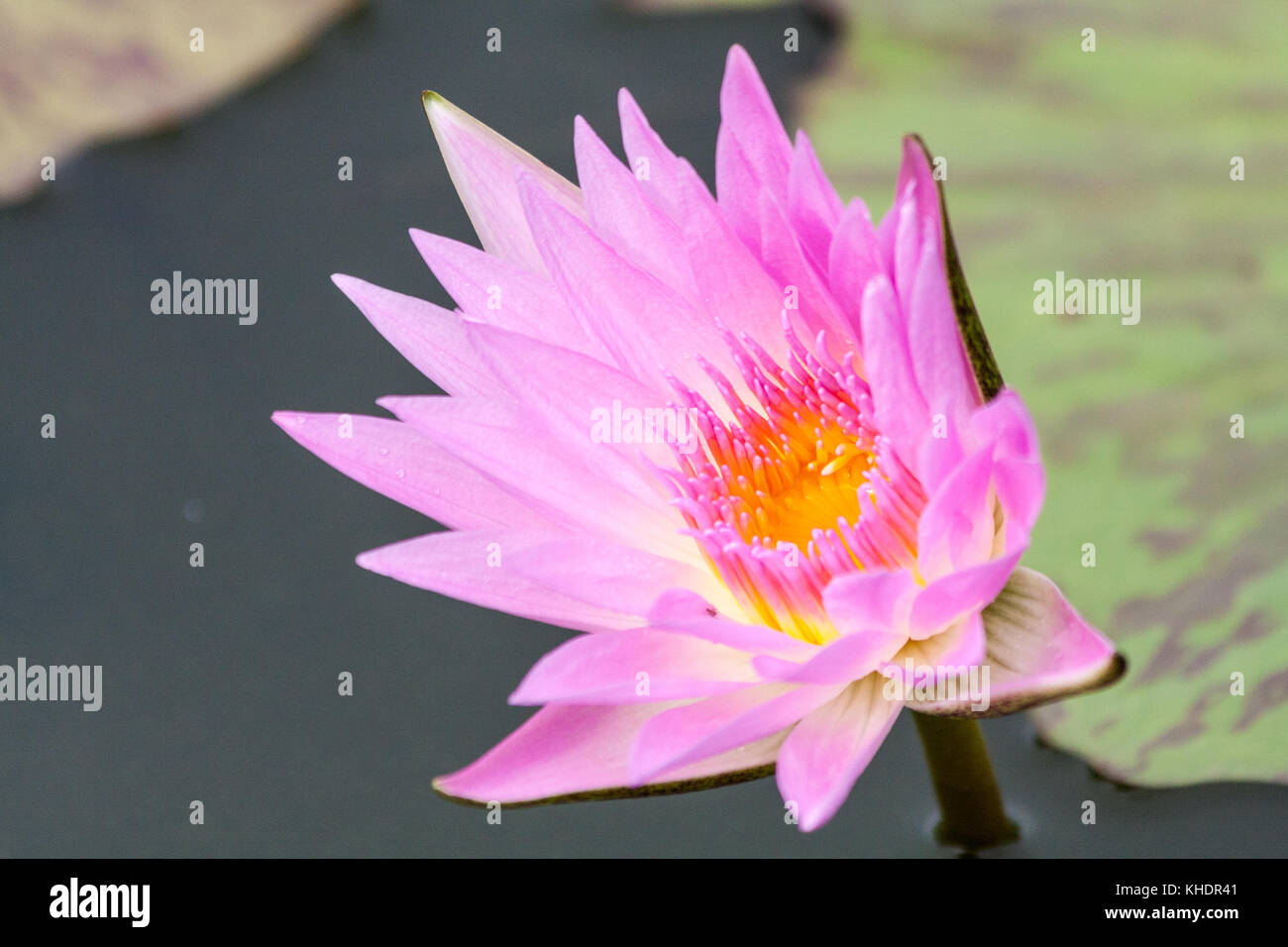 Pink and orange water lily, Nymphaeaceae Stock Photo