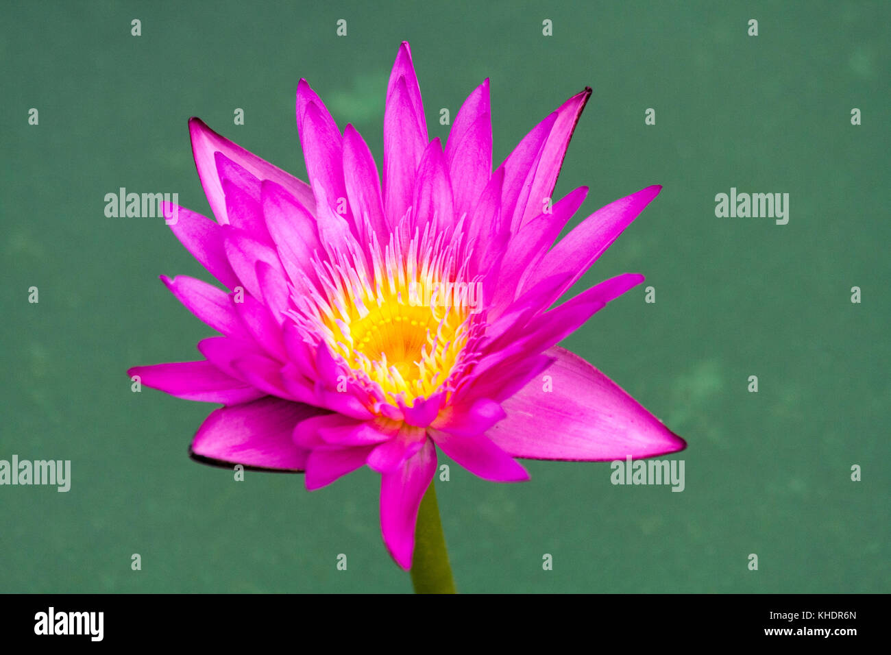 Purple and yellow water lily, Nymphaeaceae Stock Photo