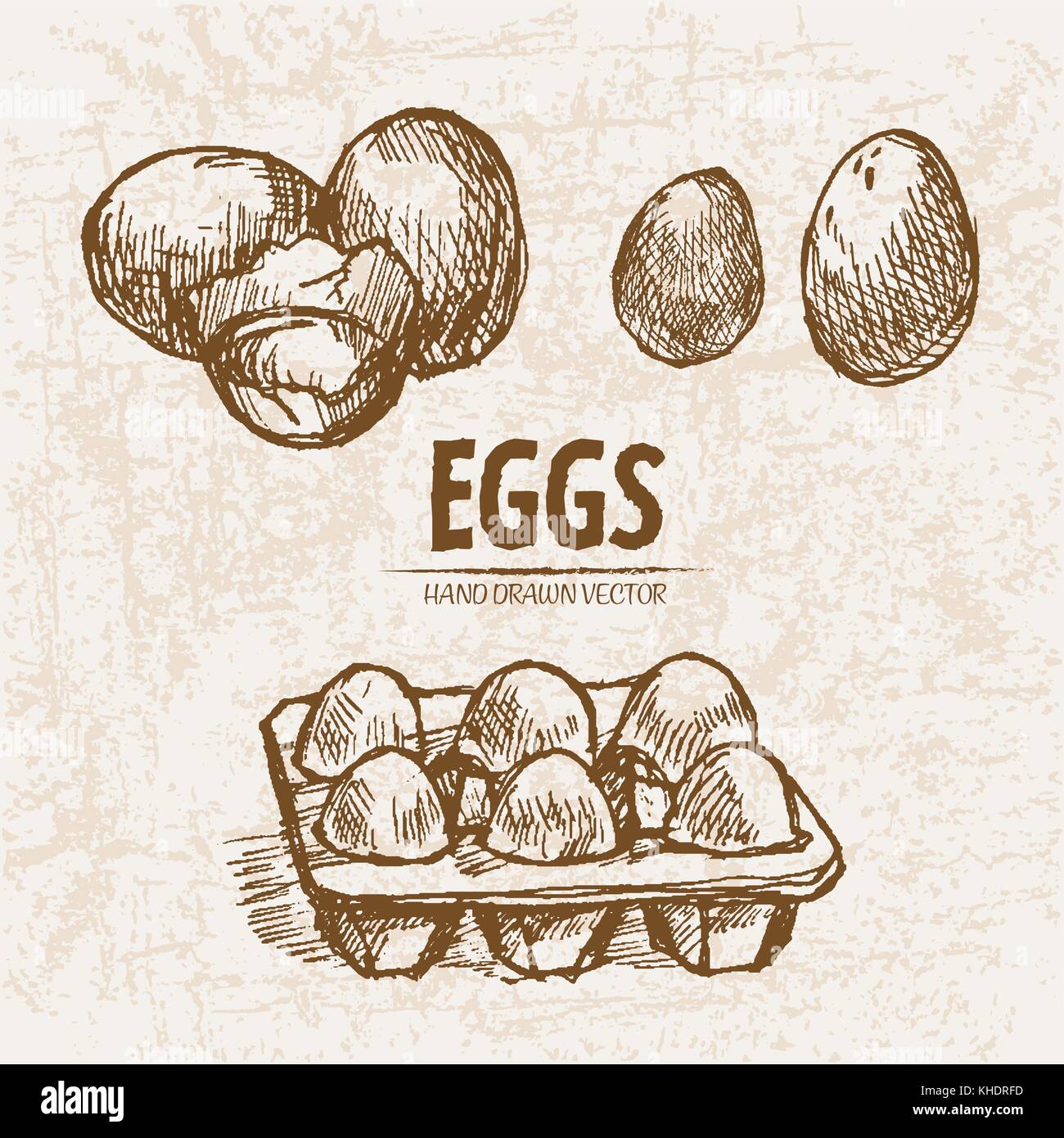 Digital Vector Detailed Line Art Splitted And Packaged Eggs Hand Drawn Retro Illustration