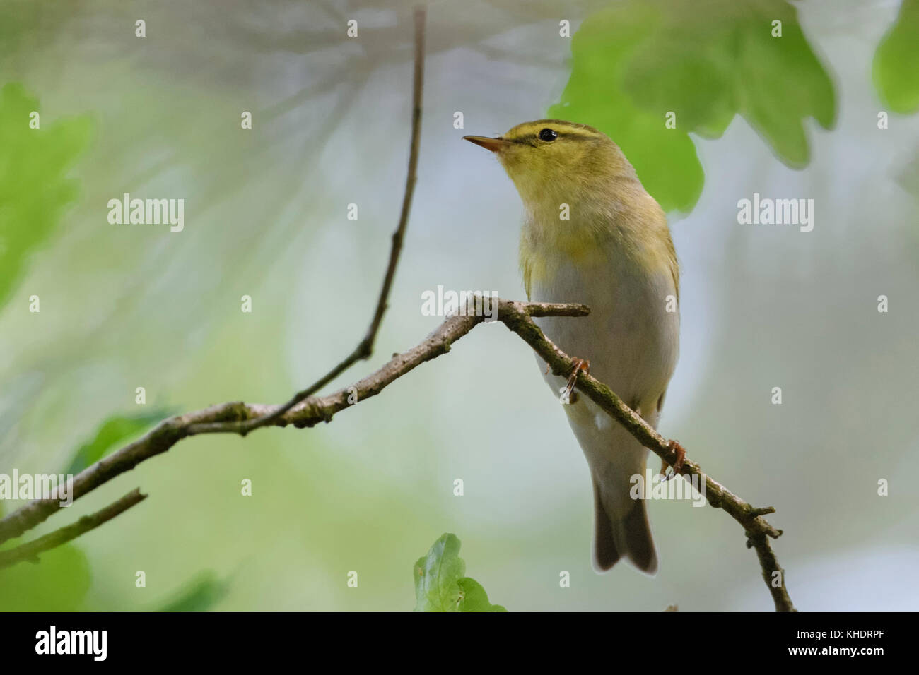 Wood Warbler ( Phylloscopus sibilatrix ), male in breeding dress, perched on a branch of an oak somewhere in the woods, typical view, European bird. Stock Photo
