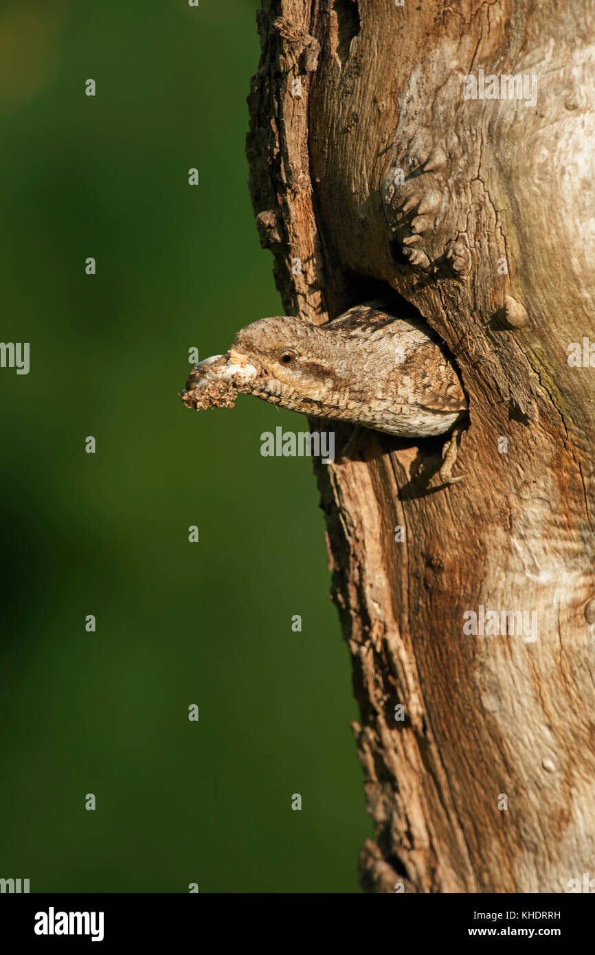 Wryneck ( Jynx torquilla ) emerging from nest hole, carrying, removing a faecal sac, cleaning its nest, typical reproductive behaviour,  Europe. Stock Photo