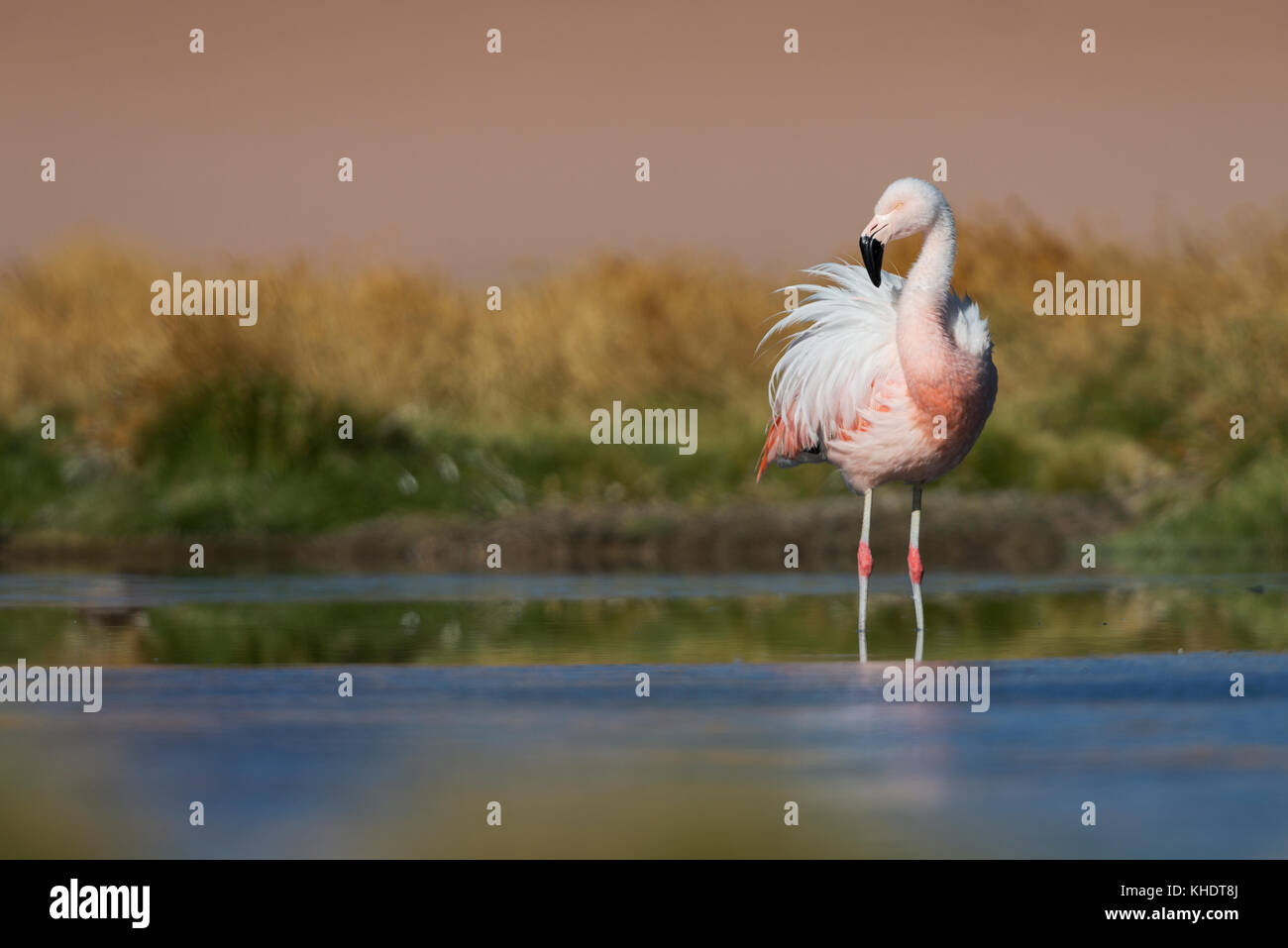 Chilean Flamingo hoenicopterus chilensis Stock Photo