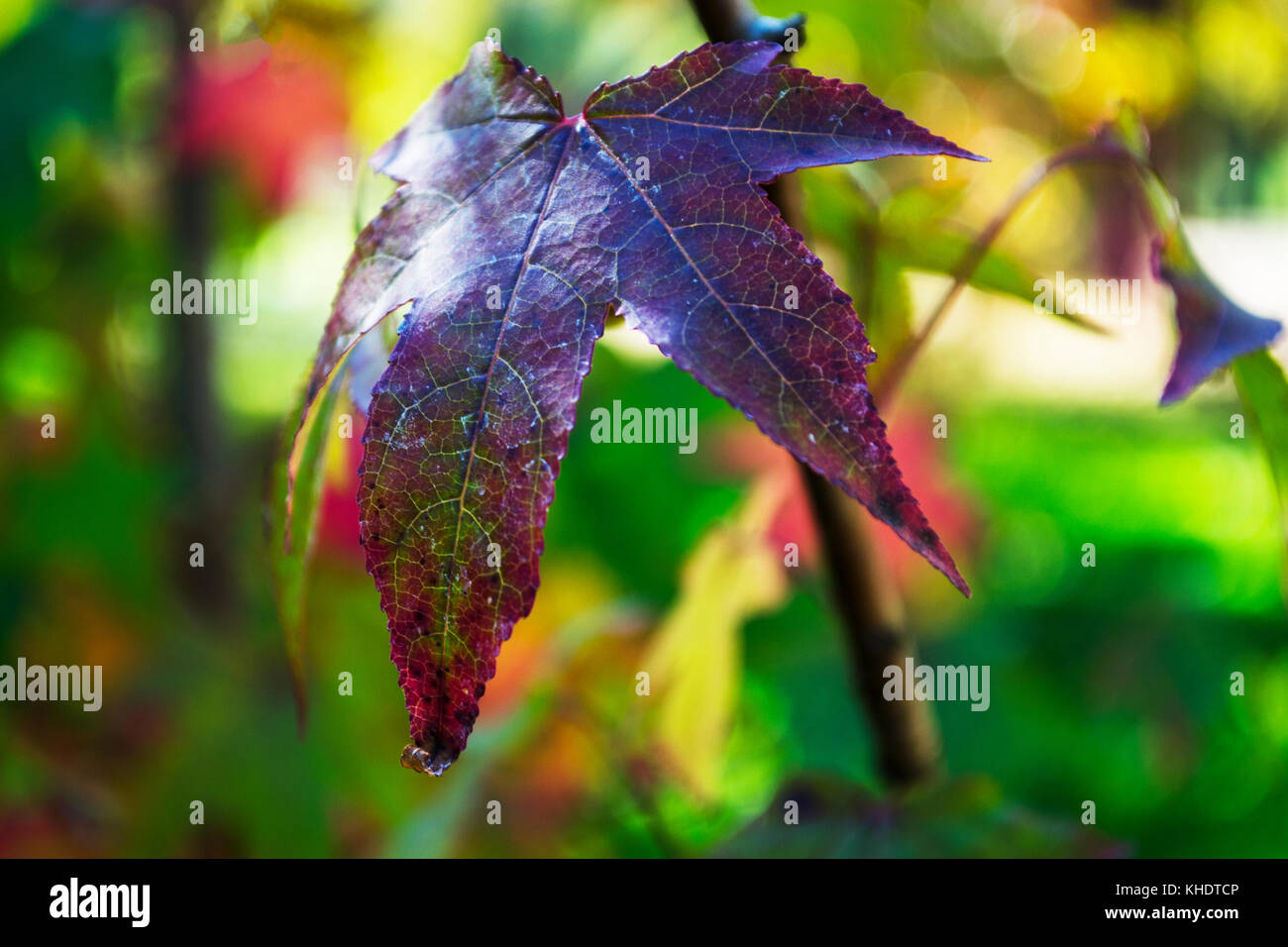 Branch with withered leaf hi-res stock photography and images - Alamy