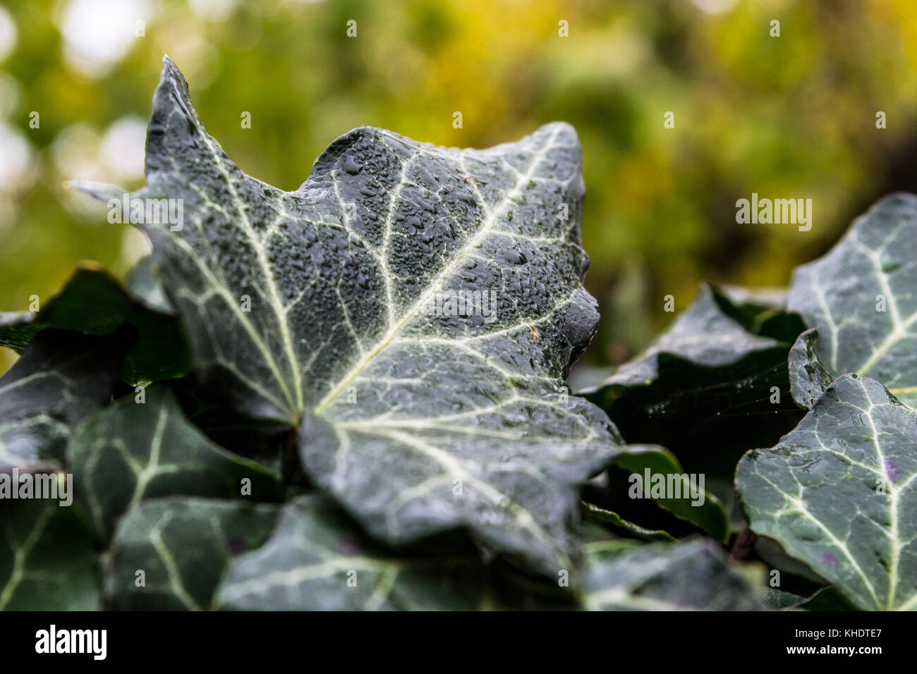 Dew and raindrops on a bunch of ivy leaves early in the morning, on a cloudy day Stock Photo