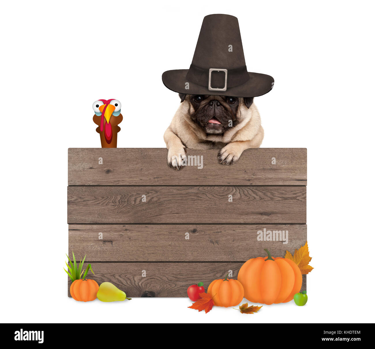 funny pug dog wearing pilgrim hat for Thanksgiving day, with blank wooden sign and turkey, isolated on white background Stock Photo