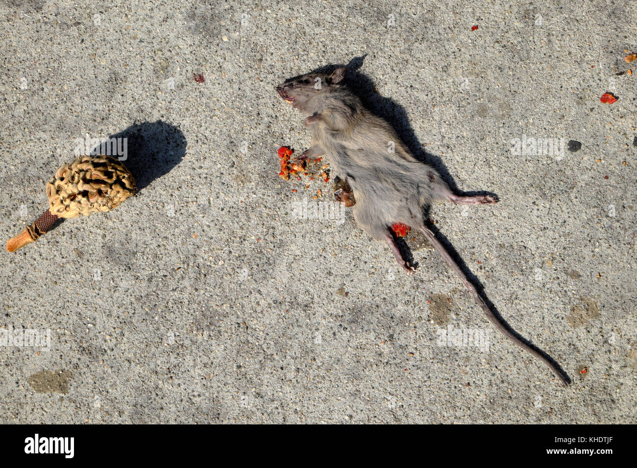 Dead mouse dead on sidewalk presumably from ingesting red seeds from pod which lies next to rodent on Beverly Boulevard Los Angeles USA  KATHY DEWITT Stock Photo