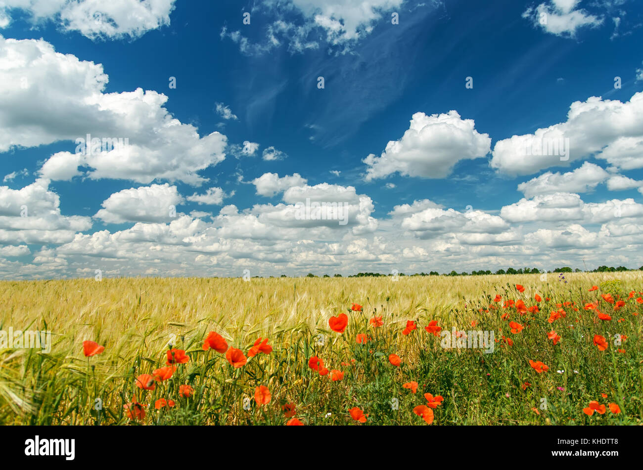 red poppies on field under deep blue sky Stock Photo - Alamy