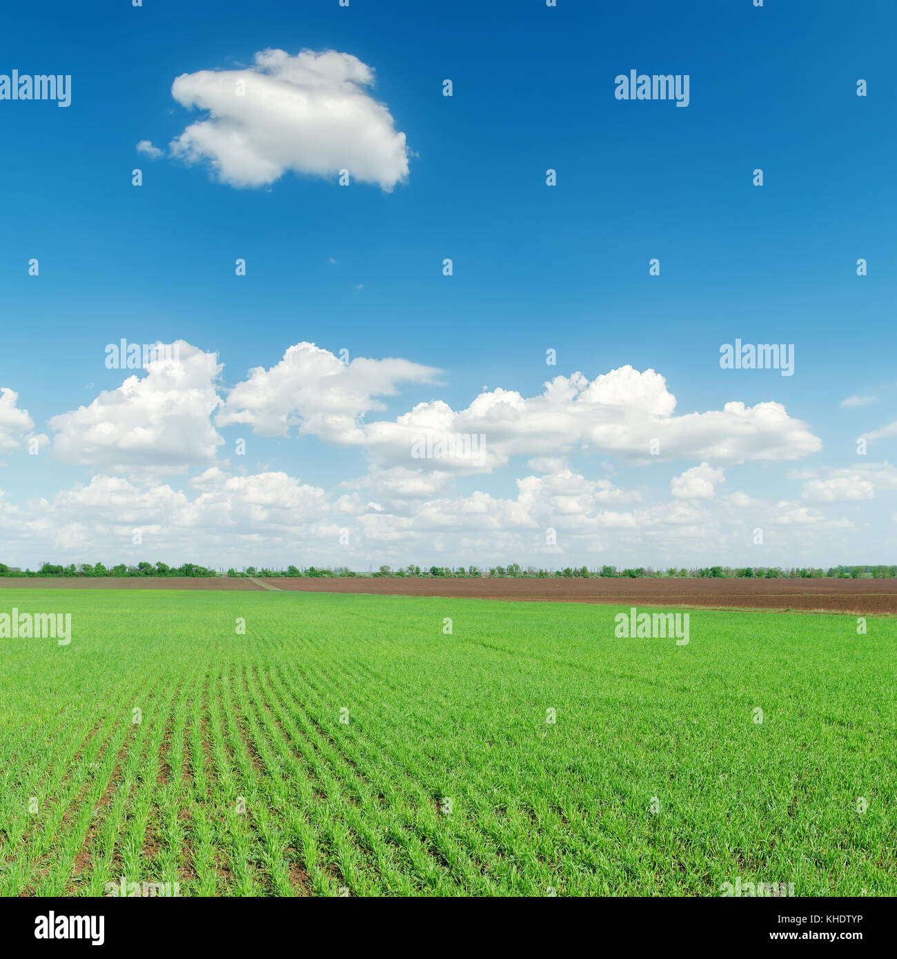 Agriculture Green Field And Clouds Over It Stock Photo Alamy agriculture-green-field-and-clouds-over-it-stock-photo-alamy