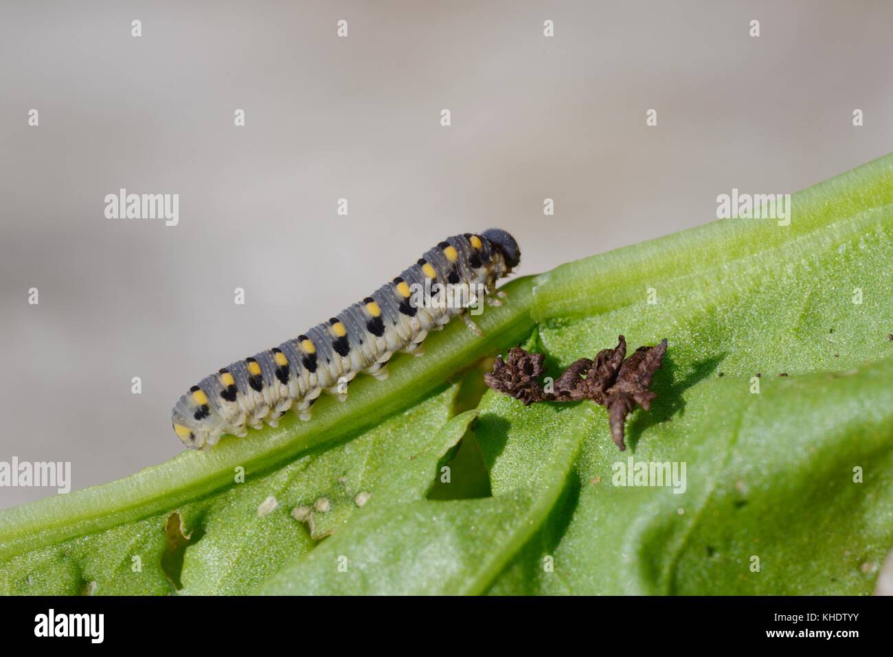 Tenthredo marginella, Sawfly larva, Wales, UK Stock Photo