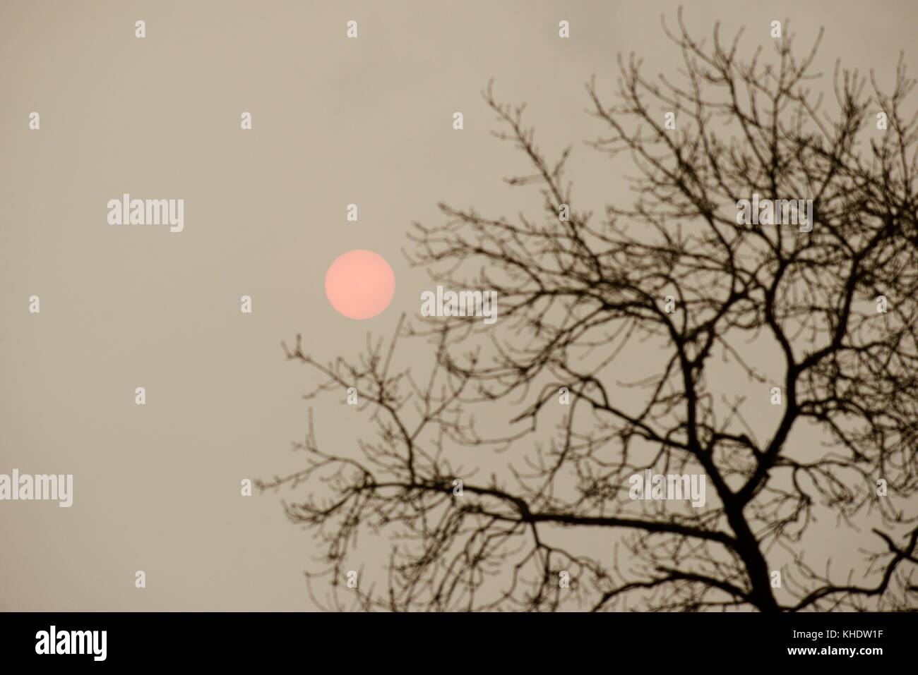 Red sun effect caused by Saharan dust in the upper atmosphere over the UK, 16th October 2017, set against defocussed Ash tree, Fraxinus excelsior, Wal Stock Photo