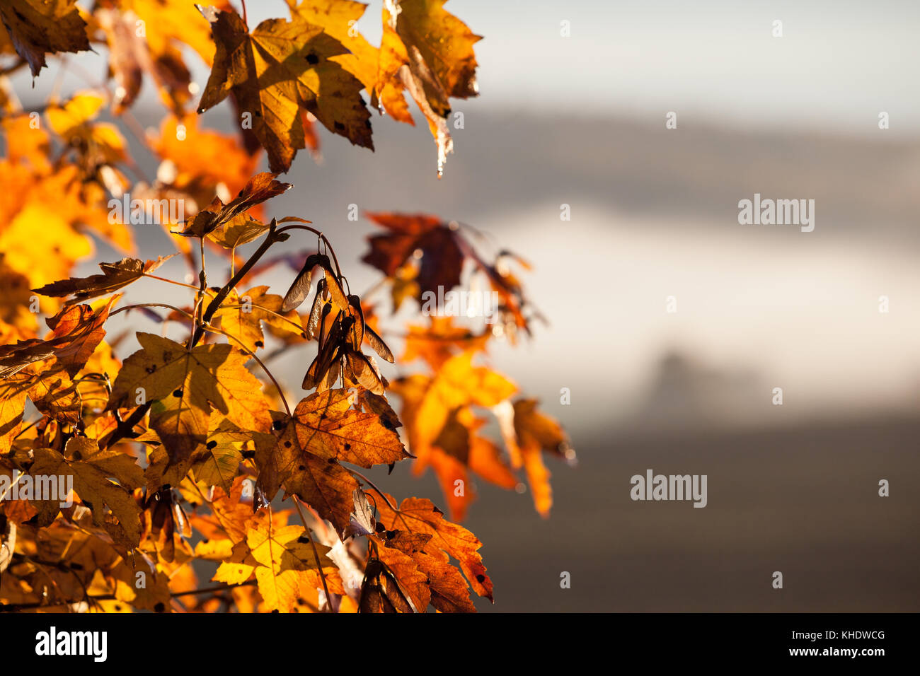 buntes laub mit Nebel Stock Photo