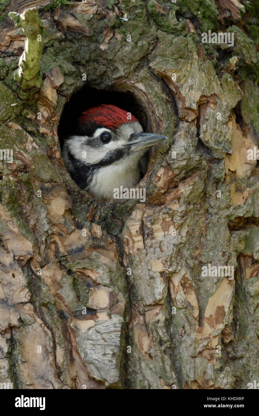 Great spotted woodpecker breeding hi-res stock photography and images